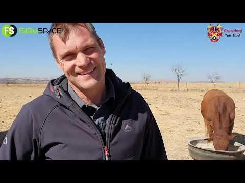 Gouwsberg Tuli bulls for sale.