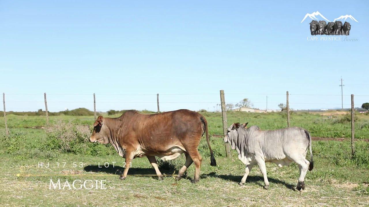 Prestige National Boran Auction Lot 21 - HJ 1753 - Maggie