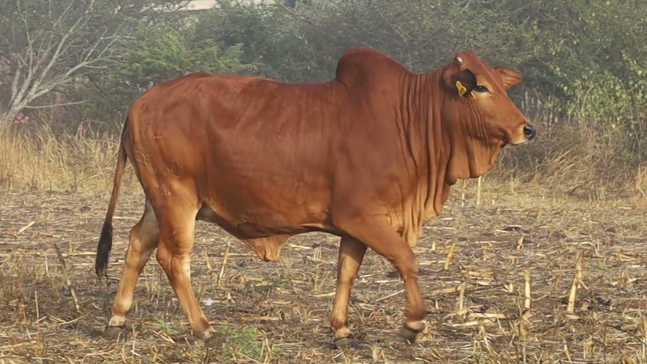 Gerben Borane Presents Miss Pretty Penny FBGO 18-64 Lot 51 at the 2021 Boran National Auction