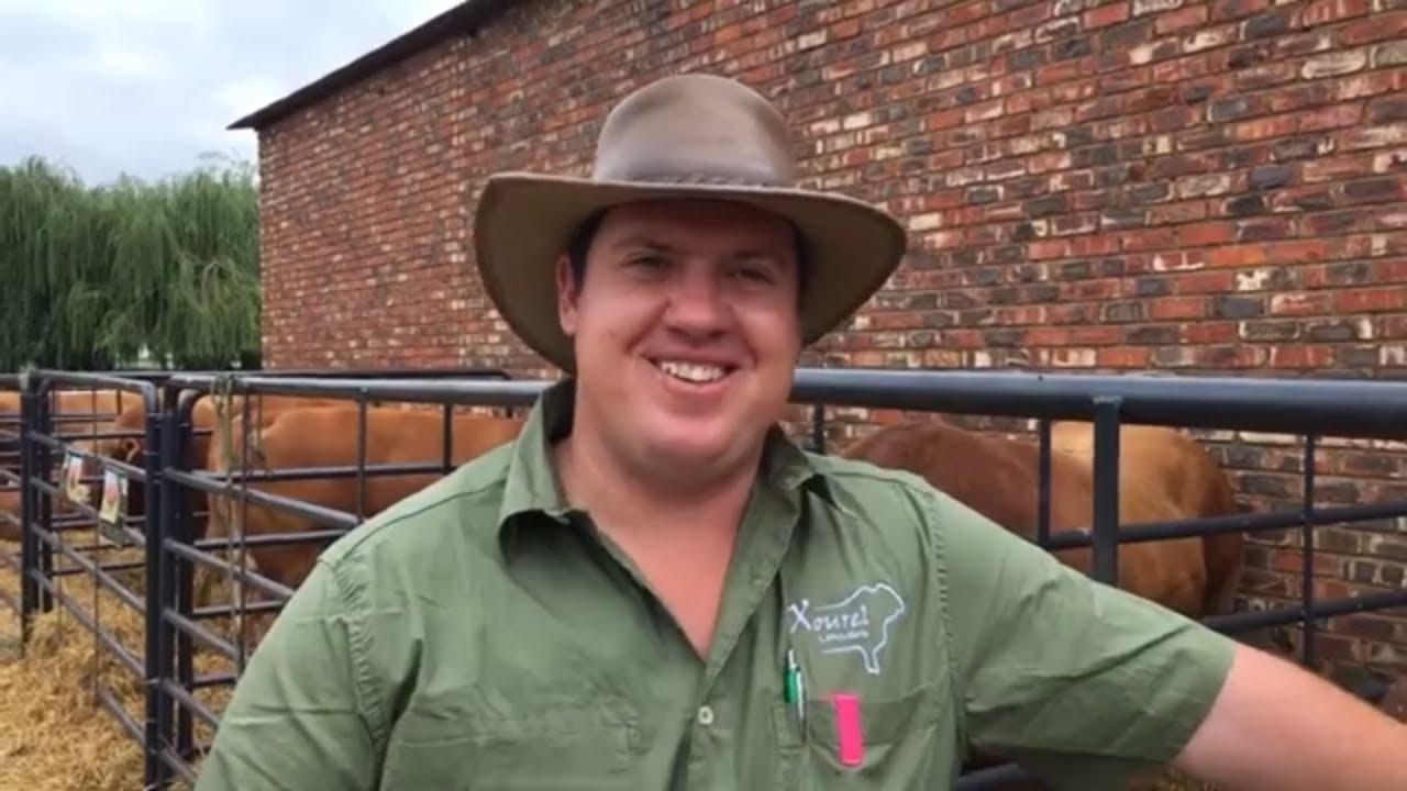 Steven Matthews is vandag se afslaer by die Xourel Limousins Veiling 2024