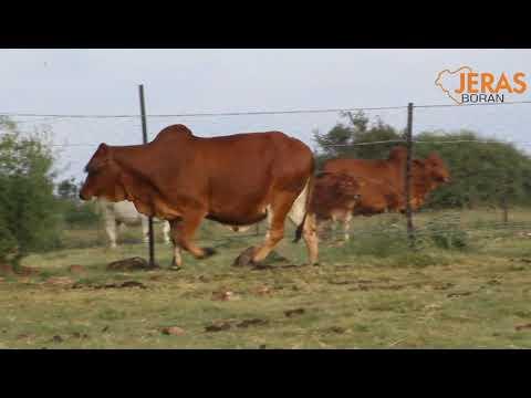 Jeras Alliance Boran Auction WJ 16 122