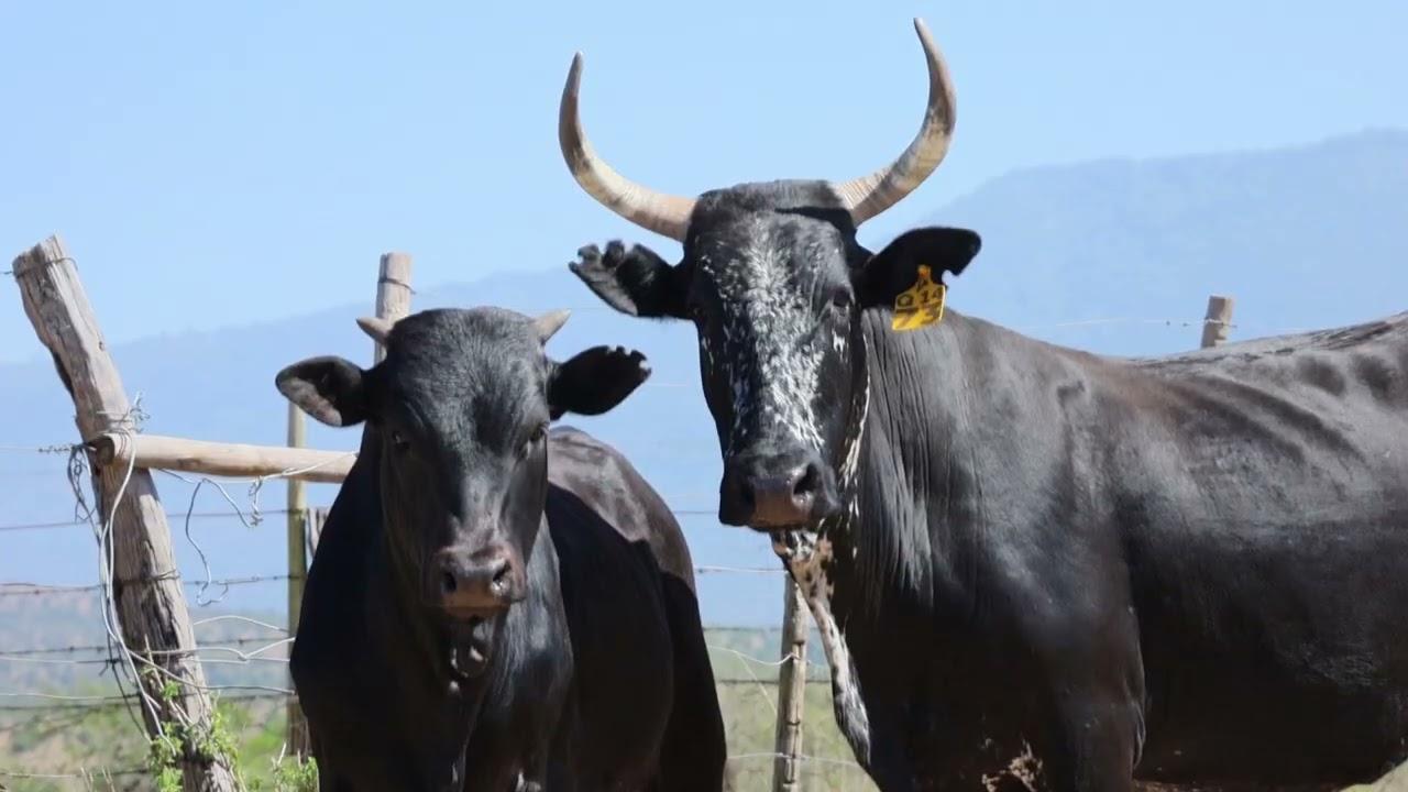 Lot 60 | Q 14-73 | Qhina Ngunis by die Nguni Regainer Veiling op 12 Oktober 2023