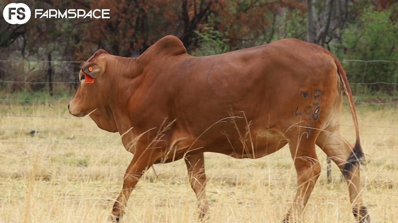 Turkana & Coco Boran Presents MB 19 498 Lot 17 at the Limpopo Boran Club Auction