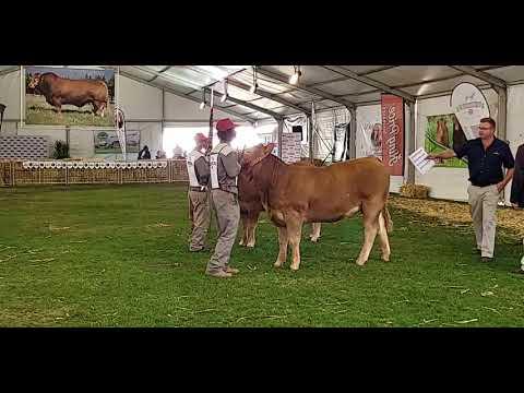 Limousin National Championship of Southern Africa 2022: Heifers 12-15 months