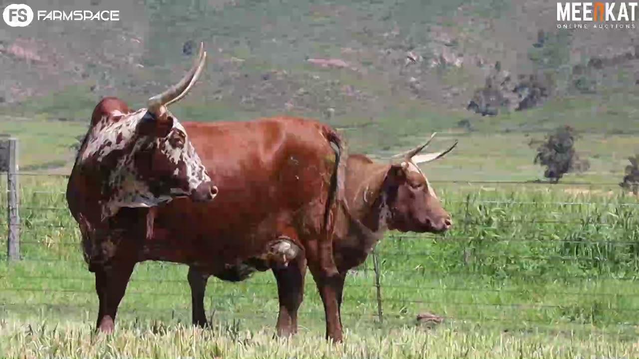 Regainer Nguni Auction Presents - Lot 49 (Commercial)