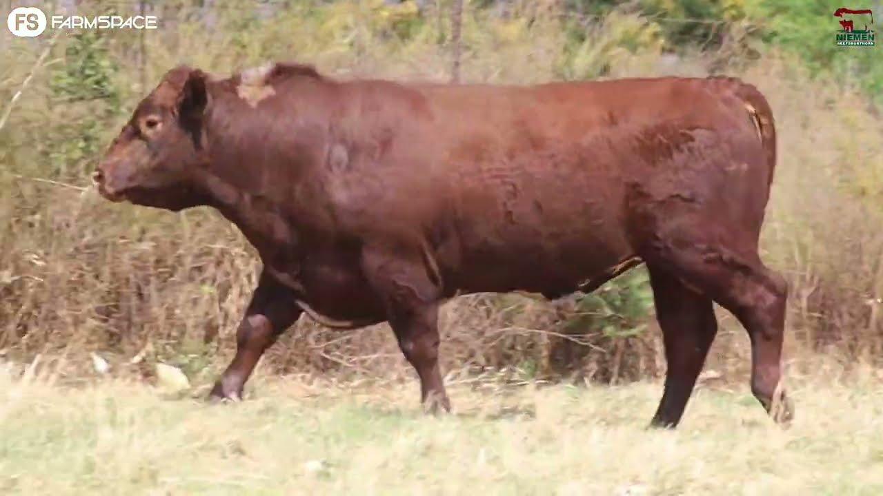 Lot 4 - NMS 19-72 op die Niemen Beef Shorthorn Veiling, 15 Oktober 2022.