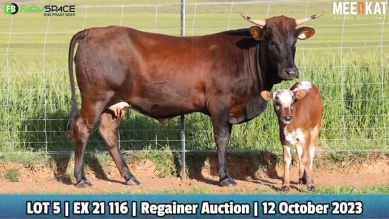 Lot 5 | EX 21-116 | Exteen Ngunis at the Nguni Regainer Auction on 12 October 2023