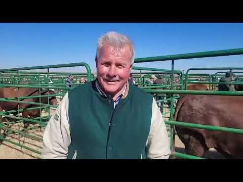 Rocky Droughtmaster Auction - Marius vertel ons meer.