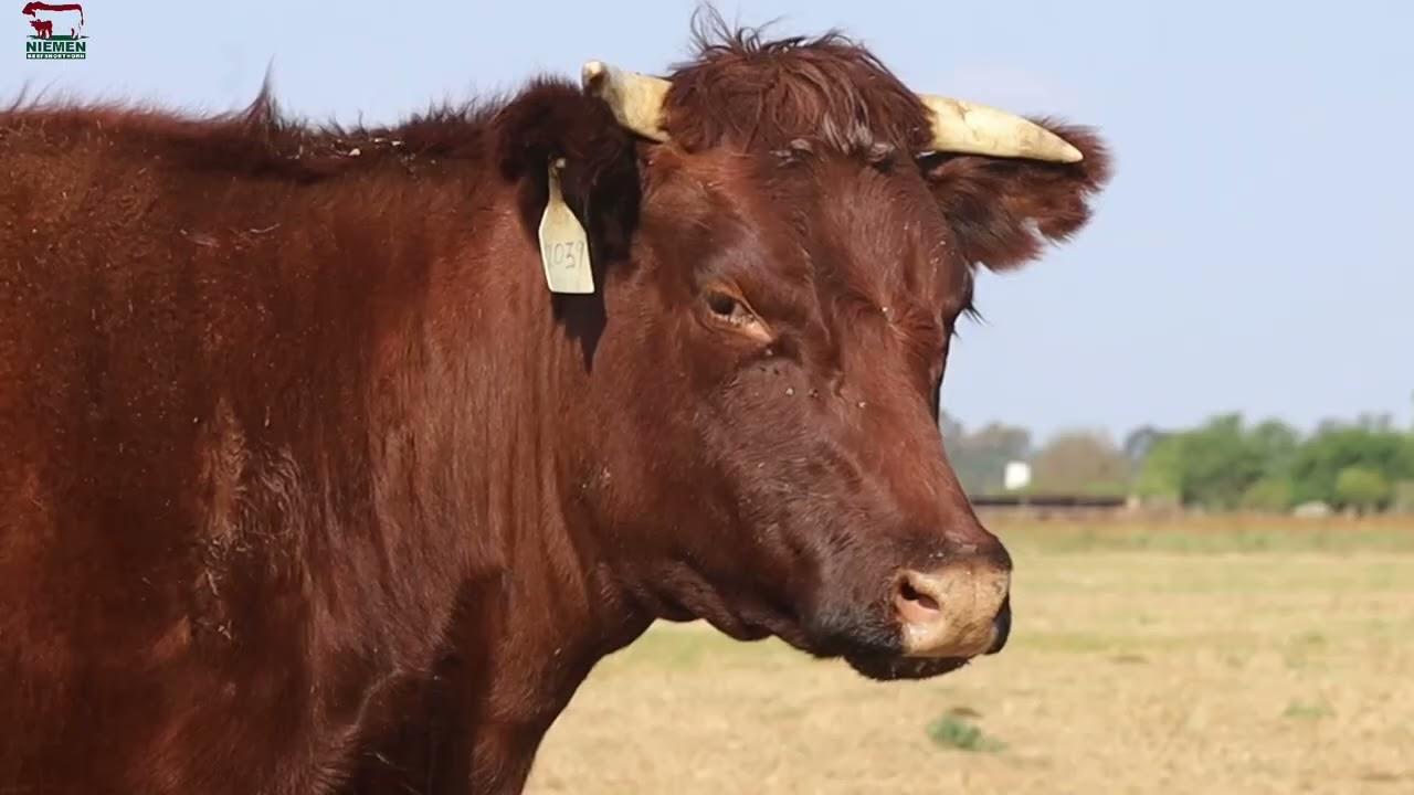 Lot 23 - NMS 20-39 op die Niemen Beef Shorthorn Veiling, 15 Oktober 2022.