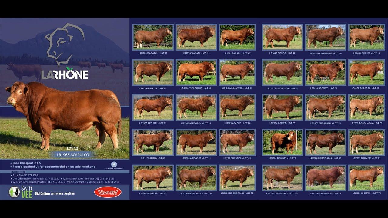 La Rhone Limousin Auction live from Tulbagh South Africa