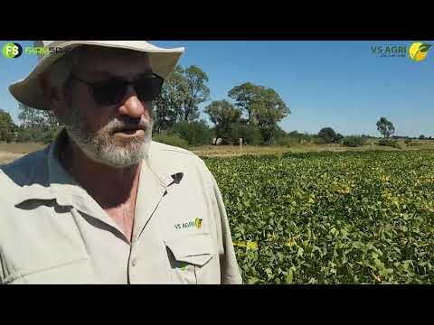VS Agri - Chemiese Program op Sojas