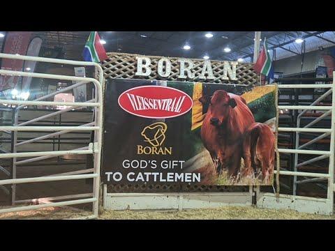 Boran National Auction 2024 live from the Afridome in Parys