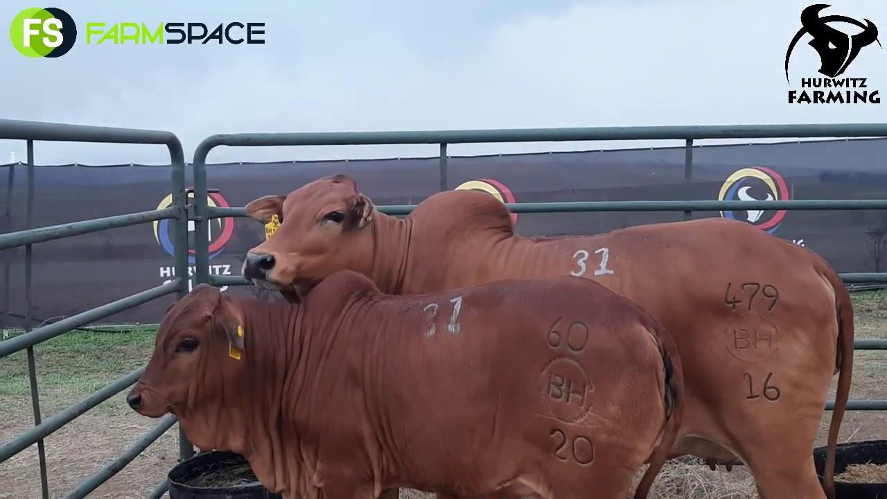Christopher Havenga - Boran Summer Sale 2020