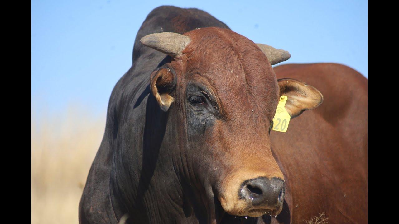 JB Borane Presents LOT 29 – JBB1620 at the 2022 Boran National Auction