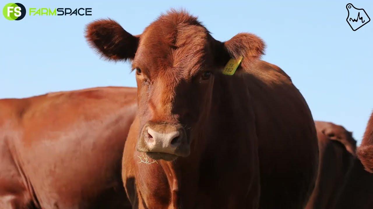 Heads Up!! Maritz Farming Heifer Sale 16 February 2023 - Kroonstad