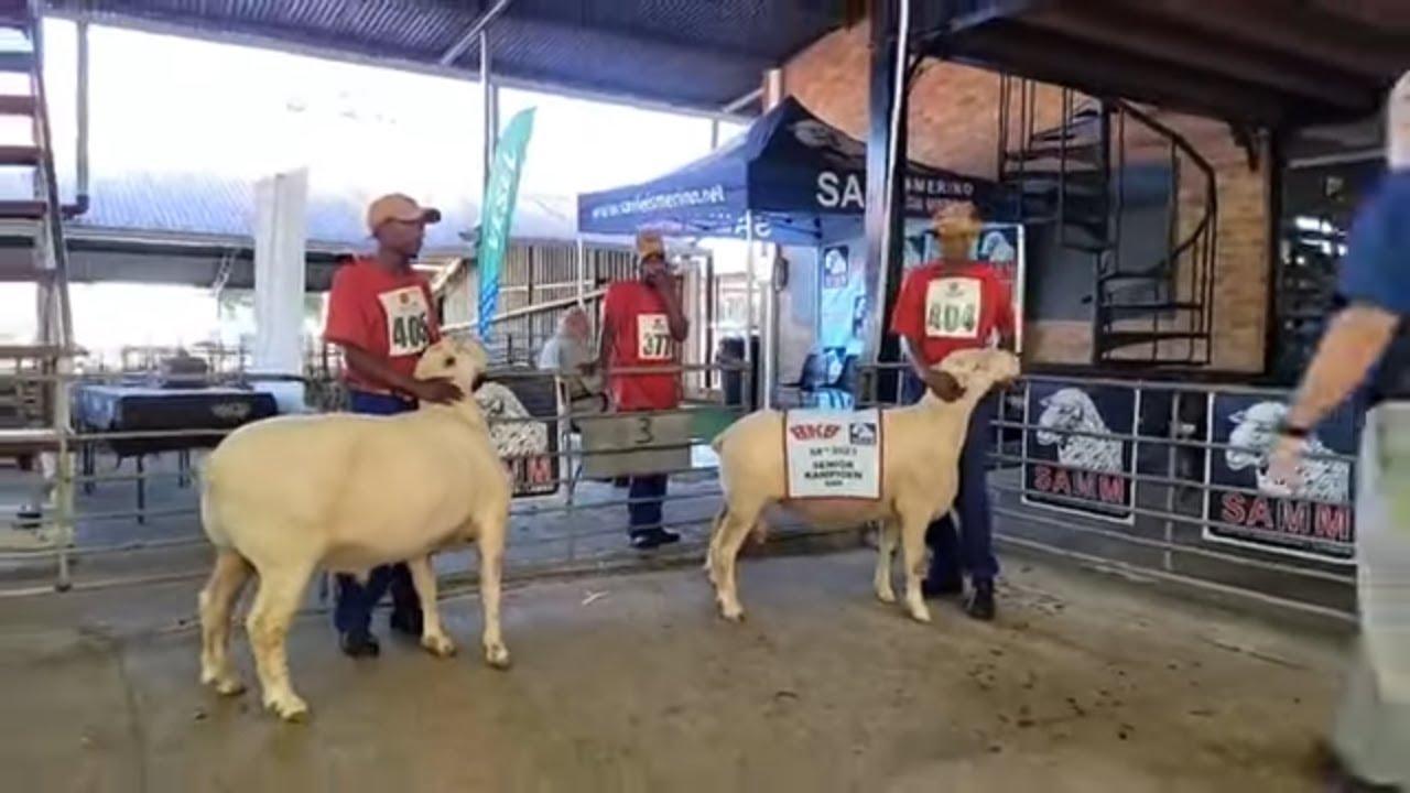 Senior Kampioen Ram by die SAVM Nasionale Skou aankondiging
