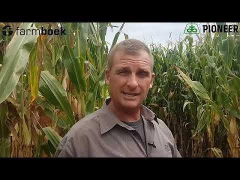 Additional irrigation on maize