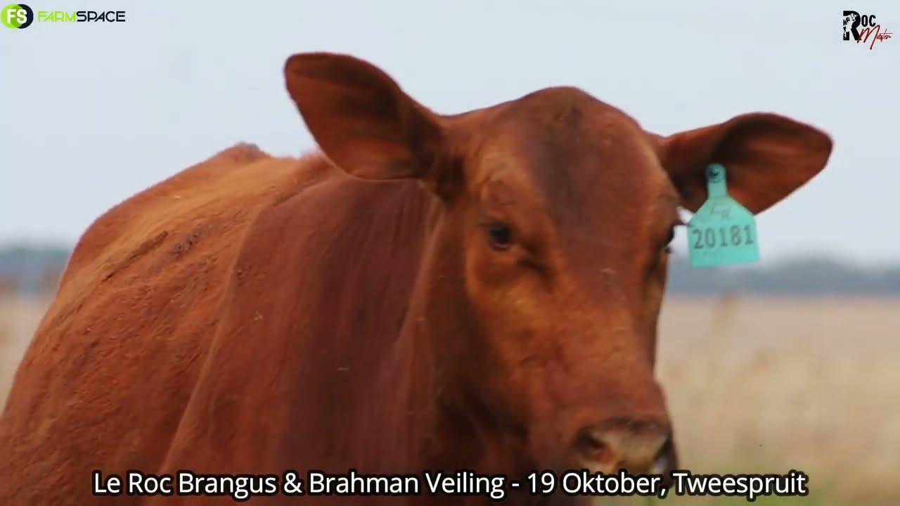 Le Roc Brahman & Brangus 14th Production Auction, 19 October in Tweespruit, Free State.