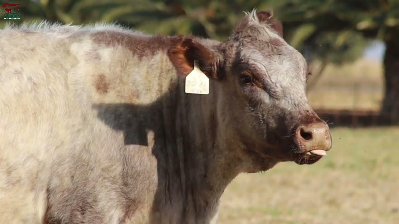 Lot 19 - NMS 20-71 op die Niemen Beef Shorthorn Veiling, 15 Oktober 2022.