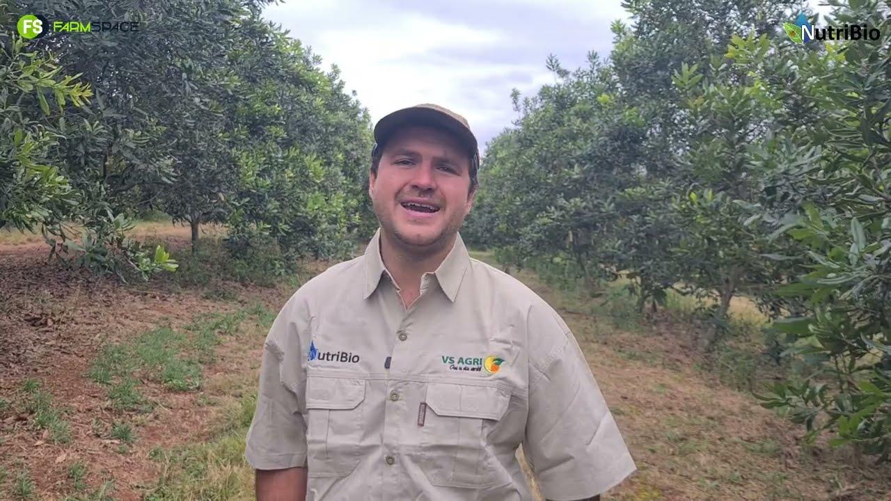 NutriBio se Semi-Organiese kunsmis gee dunner doppe op macadamias.
