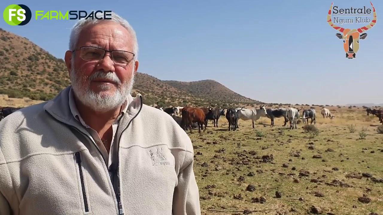Nguni Sentrale Klub Veiling 21 Oktober 2020