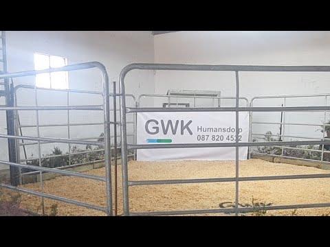 Cape Prestige Boran Auction 2020