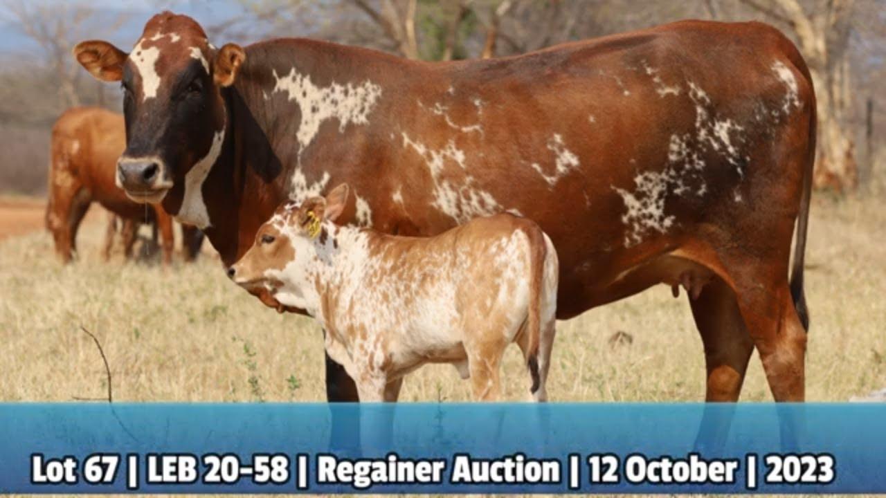 Lot 67 | LEB 20-58 | Doug Reed en Seun by die Nguni Regainer Veiling op 12 Oktober 2023