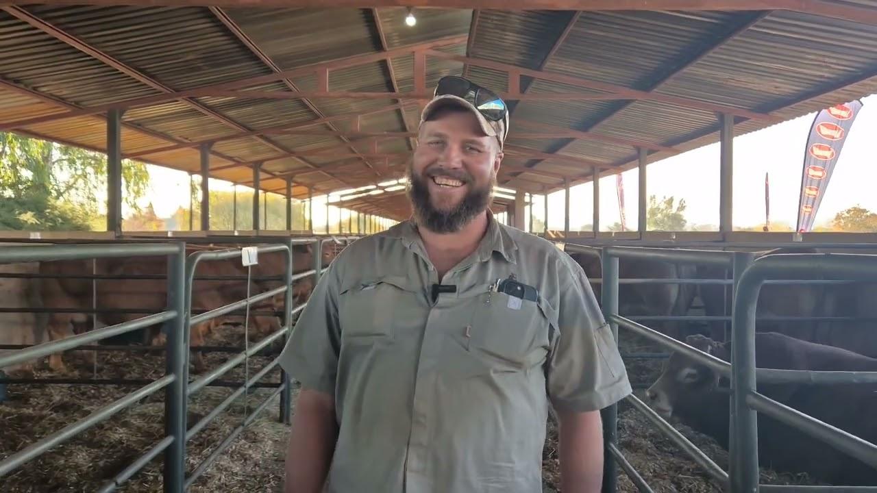 Dante Deo Limousins Auction Auction, hier is wat jy moet weet.