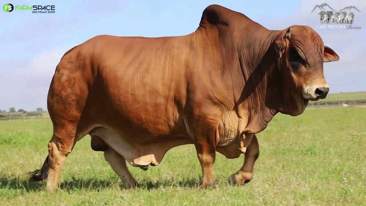 Cape Prestige presents Lot 14, HJ 19-05 a BS 13 59 son out of Belinda. A true Stud Sire!