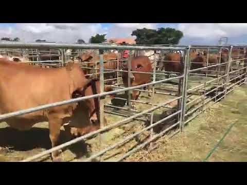 Cape Boran Prestige Auction - What can you expect?