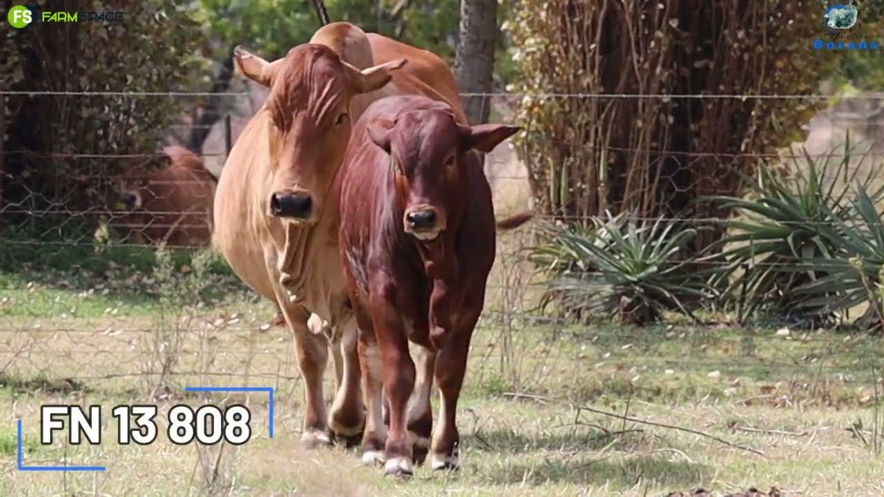 Fonteine Borane Presents lot 6, FN 13 808 on sale 3 Junie 2023