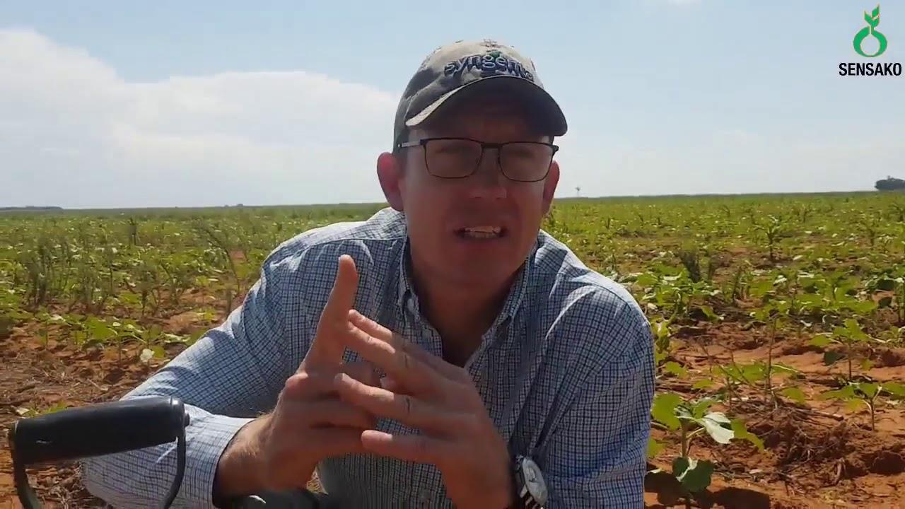 Sensako/Syngenta - Sunflowers - Choosing a cultivar.