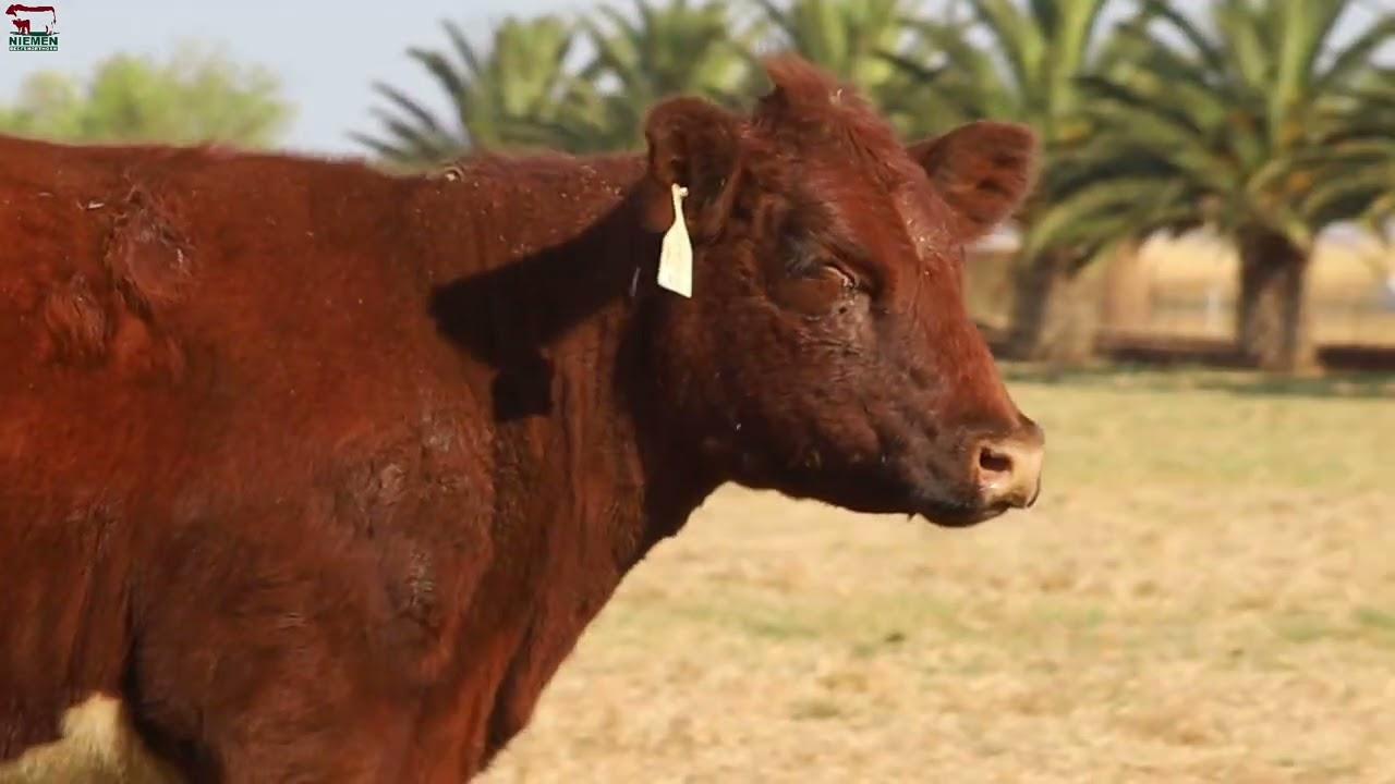 Lot 24 - NMS 20-105 op die Niemen Beef Shorthorn Veiling, 15 Oktober 2022.