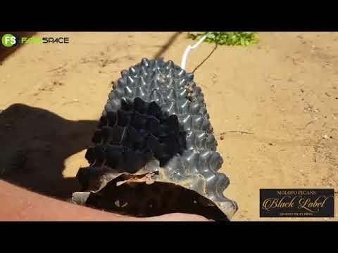 Hoe werk Molopo Pecans se "rootcontrol pots"?