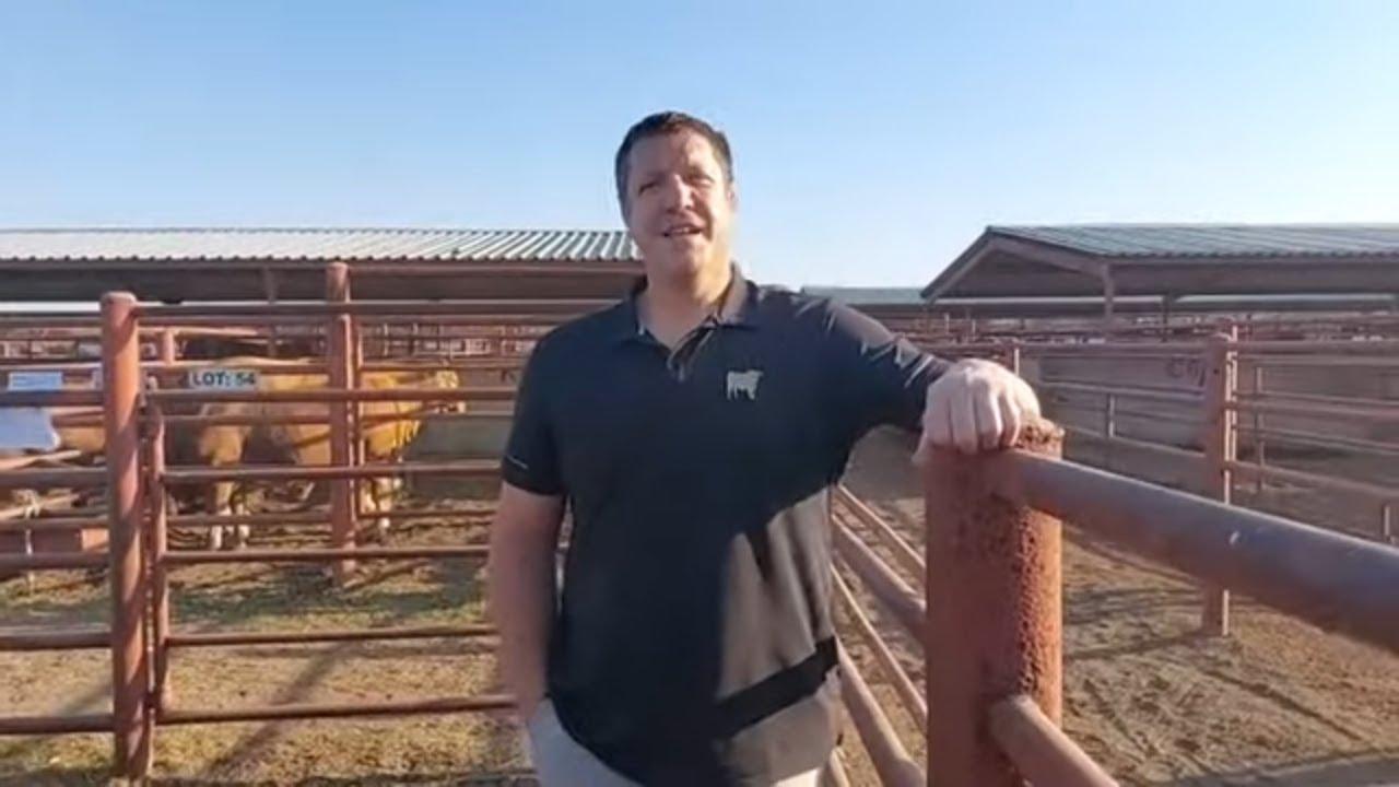 Bakkies Botha van B4 Beefmasters vertel ons alles begin het - Kalahari Beefmaster Veiling 2024
