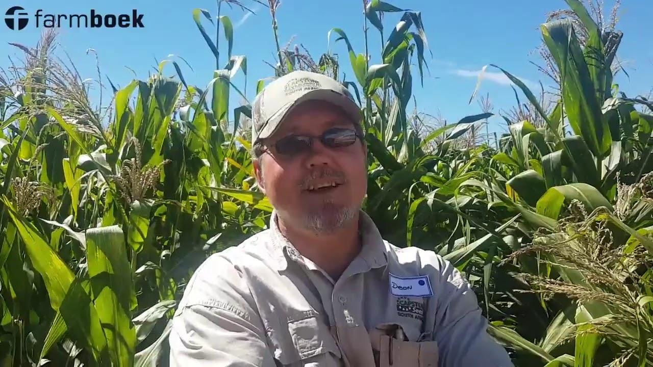 Capstone Seed had their own silage cultivars at the Precision Farmers Day 2019