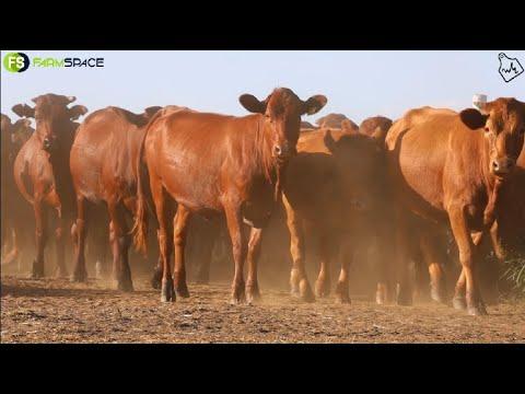 Maritz Nel Familie Trust & Whitehouse Farming se verse veiling 16 Februarie 2023