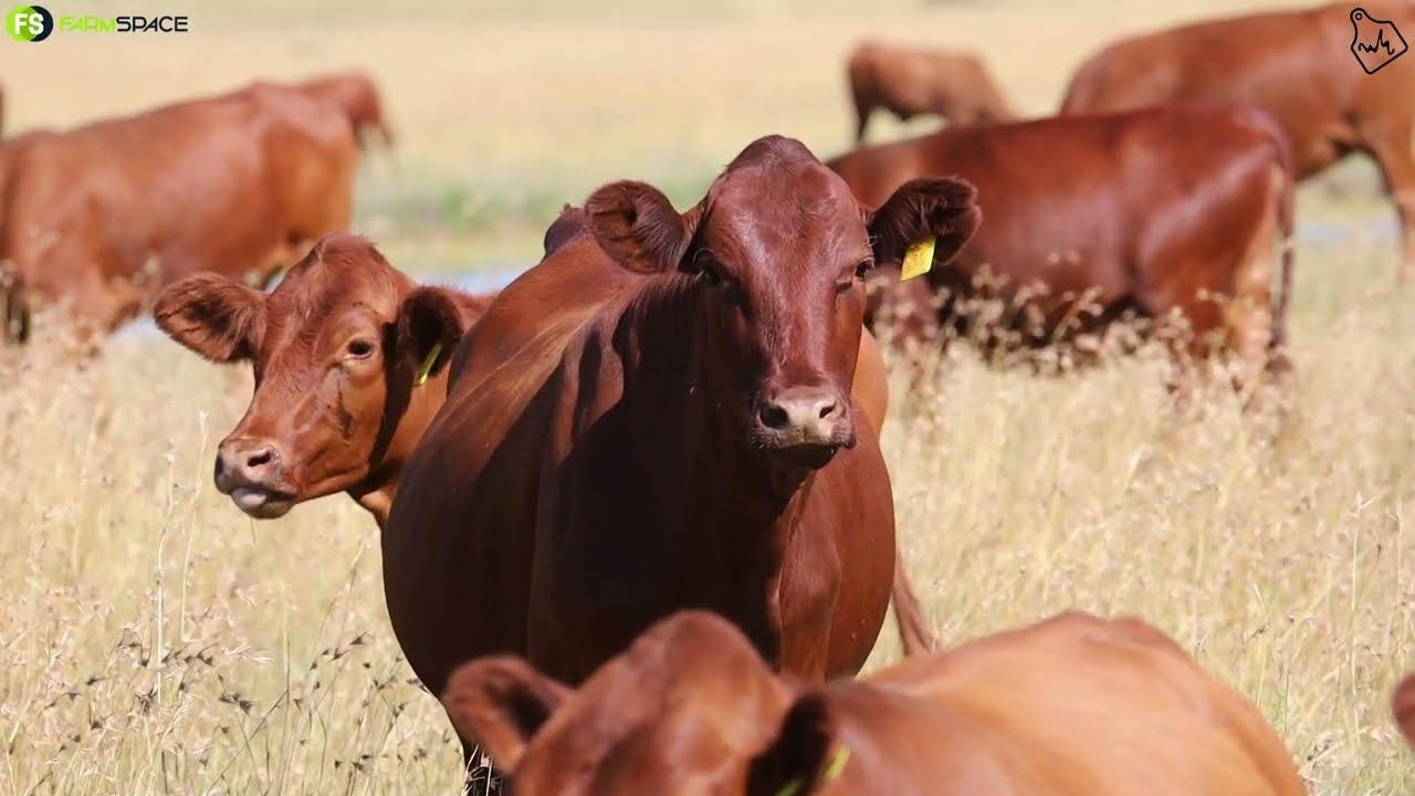 On February 16th, 1200 Bonsmara cattle will be sold at auction by Andre Kock & Seuns in Kroonstad.