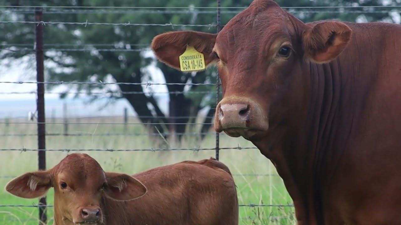 Lot 20 CSA 18 145 - One of the most beautiful cows ever bred by Considerata SA