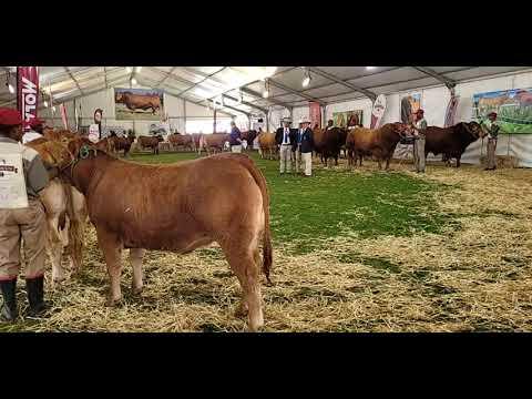 Limousin National Championship 2022 live from Bloemshow 2022
