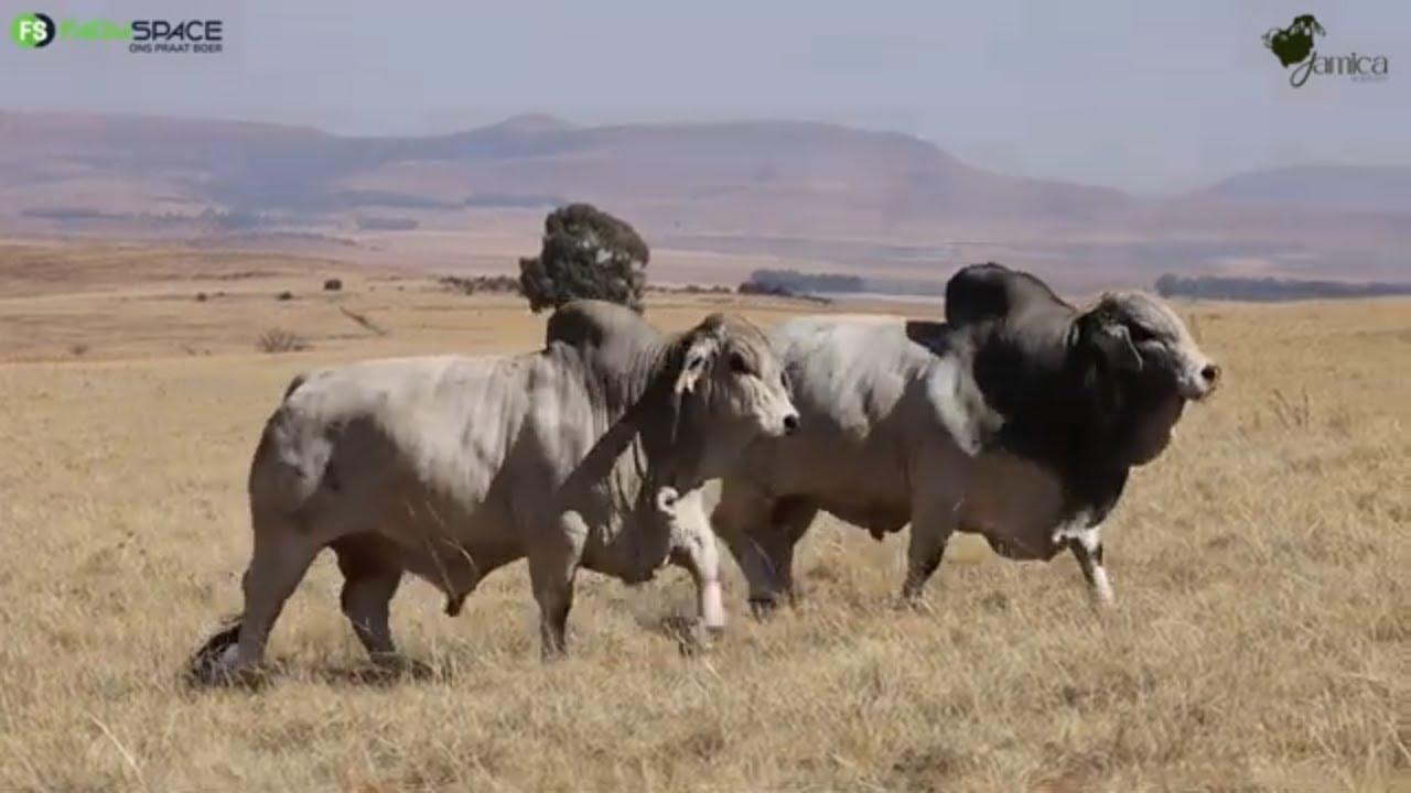 James vat ons deur die Brahman bulle wat hulle op veiling het!