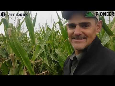 Du Pont Pioneer - Maize leaves and sunburn