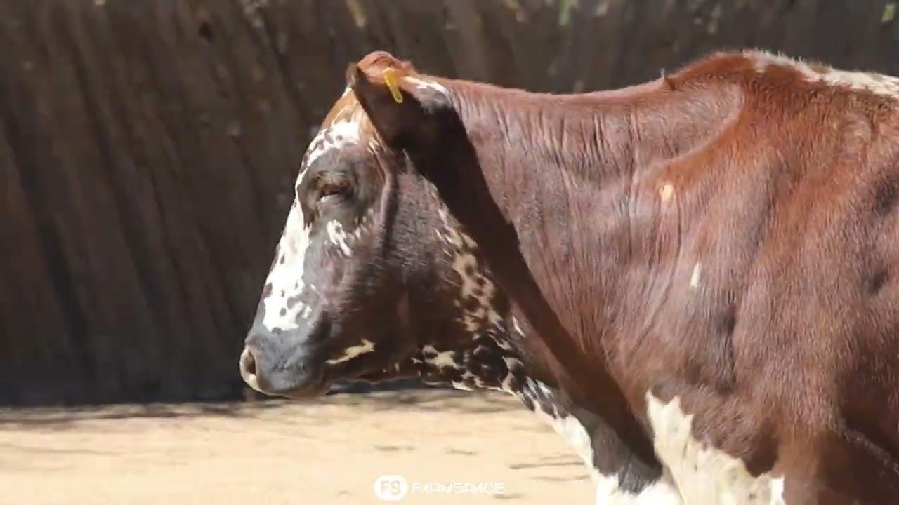 Gariep Nguni's bied aan Lot 61 - FB 15-192 by die Nguni Regainer Groep Veiling, 13 Oktober.