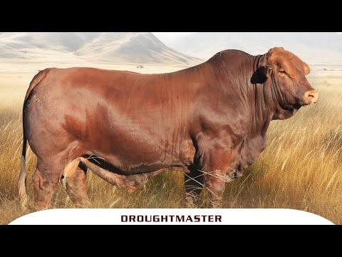 Marius Barkhuizen bespreek die Droughtmaster by die Eastern Droughtmaster Club boeredag