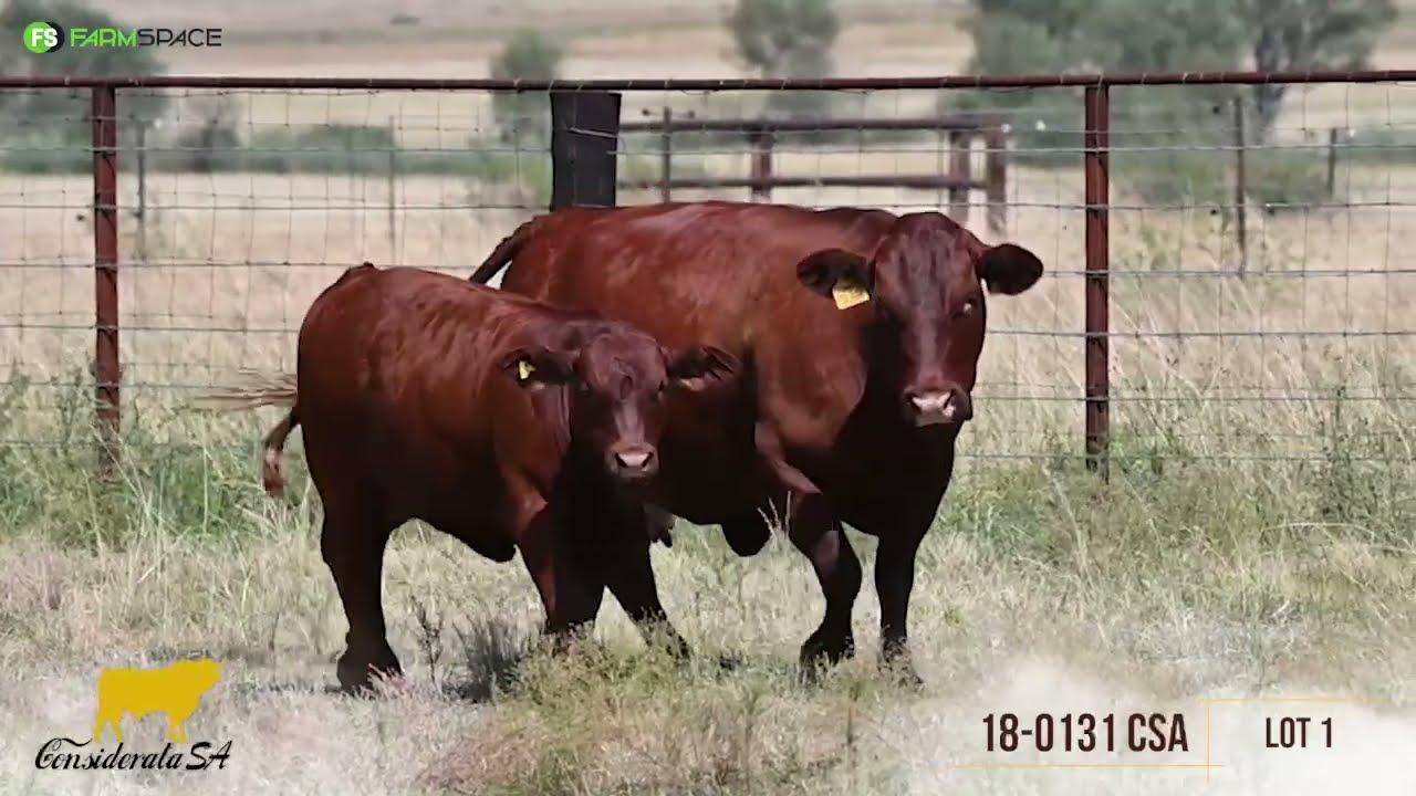 Considerata SA proudly presents Lot 1 at their Production Auction on 11 April 2024, Parys Afridome.