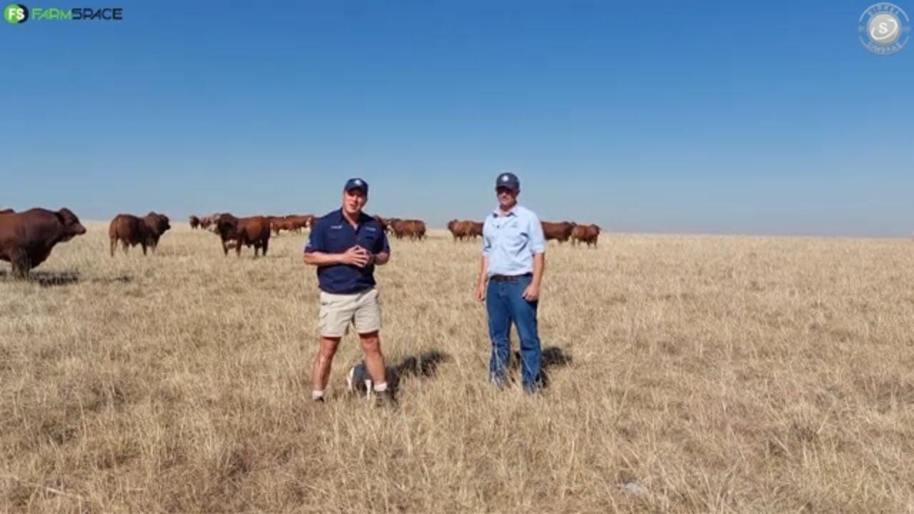 Sirkel S Simbra is trots op die kwaliteit bulle wat hulle elke jaar aanbied.