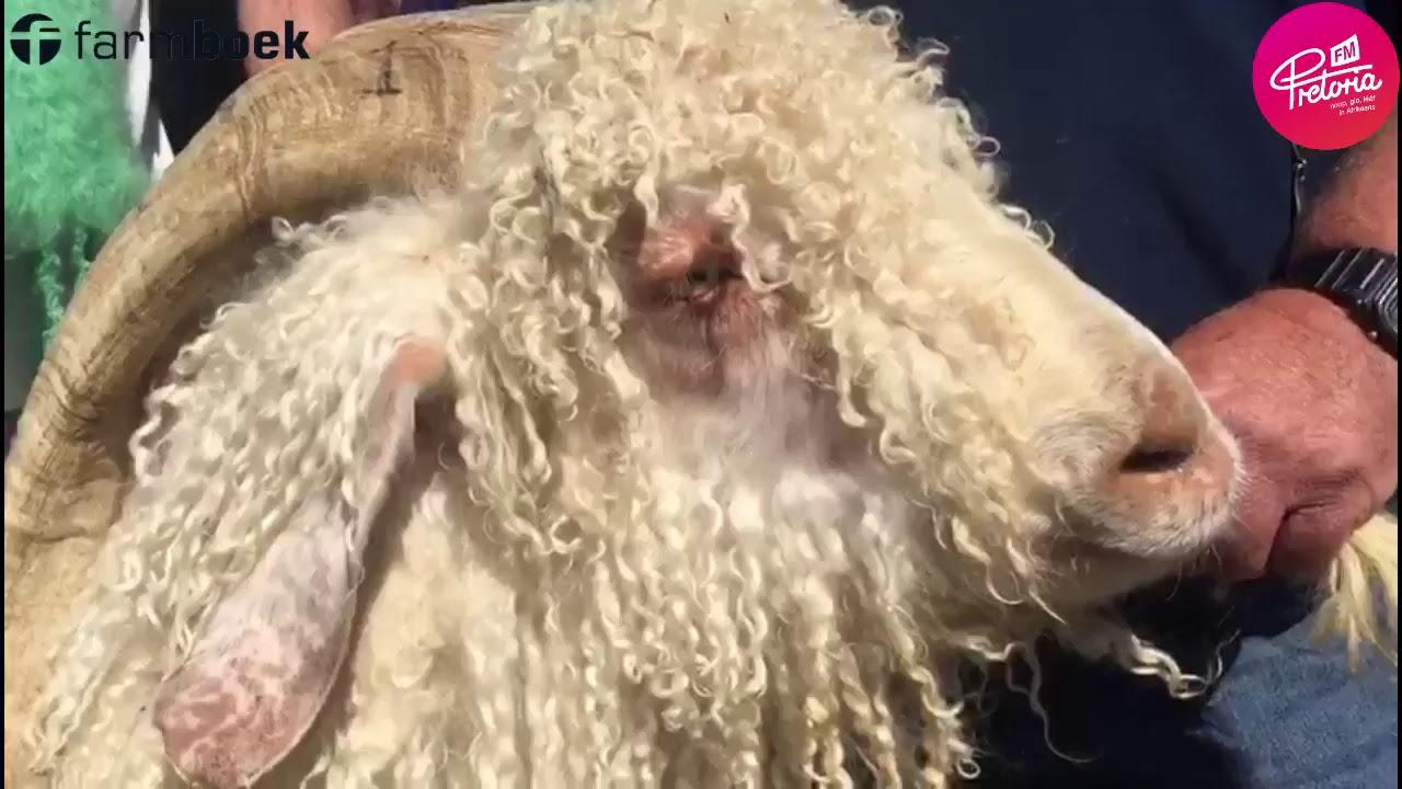 Pretoria FM speaks to Kobus de Klerk from the Mohair producers association