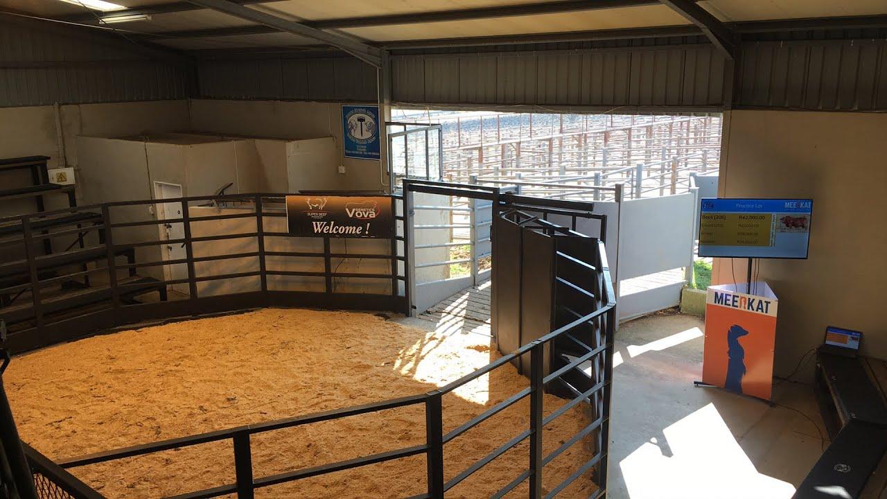 Focused on Beef Droughtmaster Auction