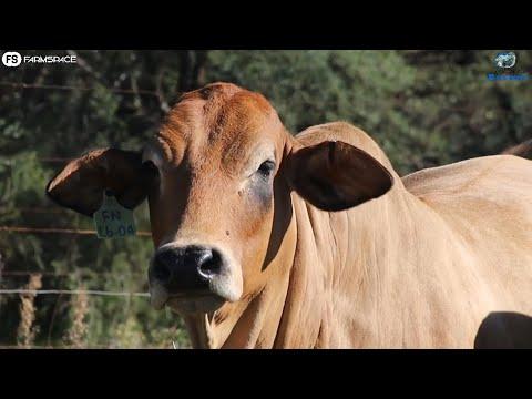 Fonteine ​​Borans' 15th production Auction will take place on 4 June 2022