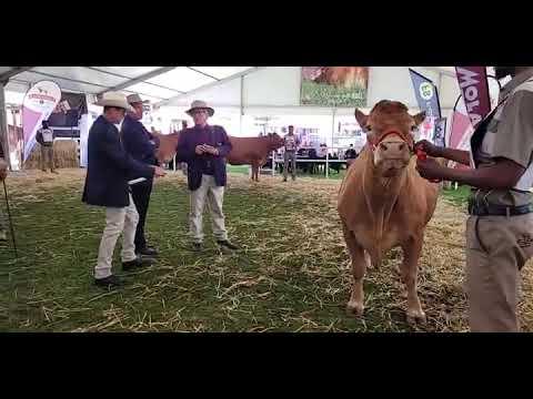 Limousin Nasionale Skou 2022: Senior Koei Kampioen op Bloemskou 2022
